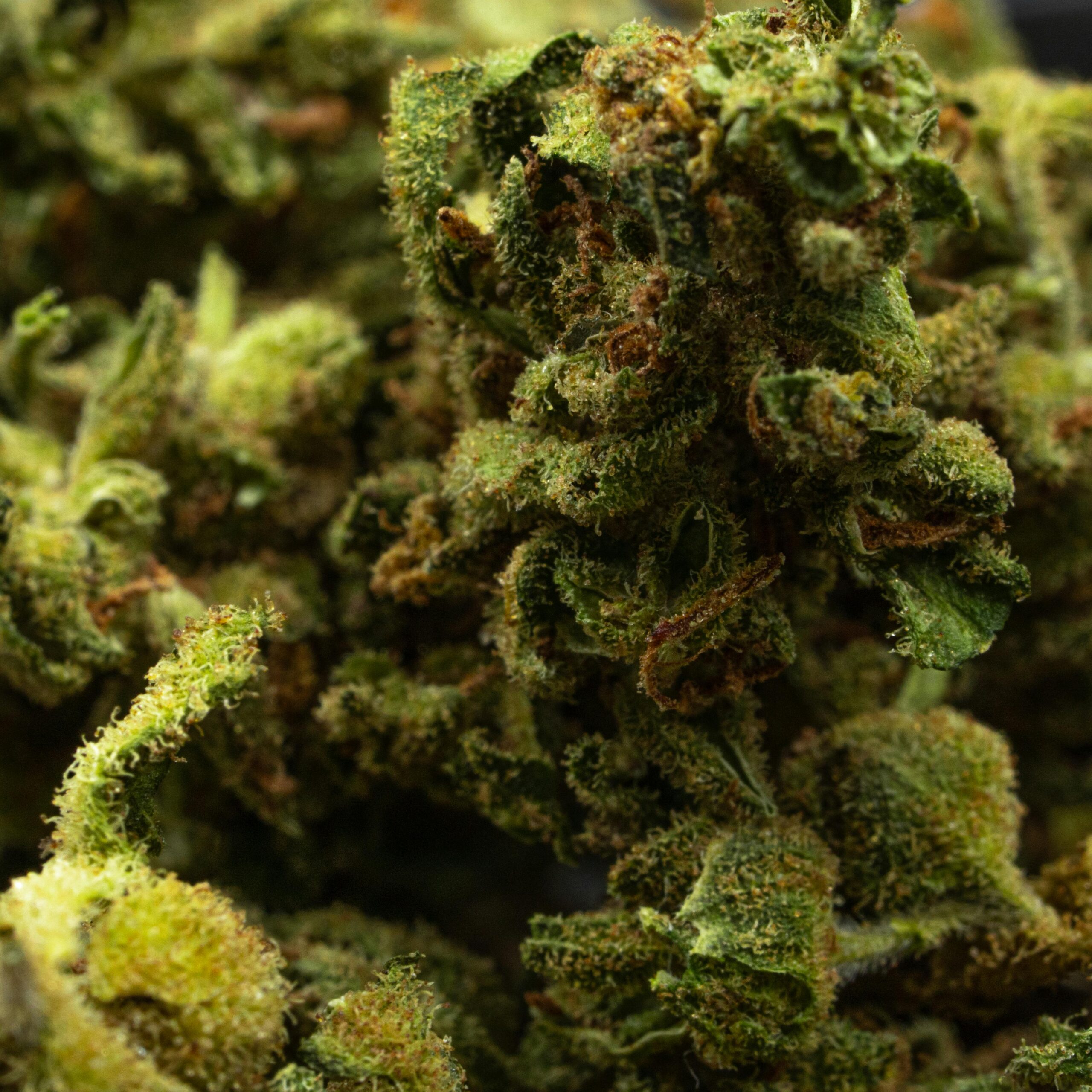 Close-up image of detailed cannabis buds showing trichomes and texture.